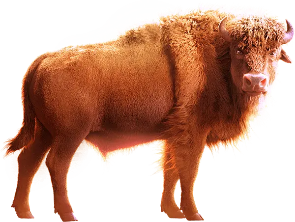 美洲野牛(Buffalo Win)遊戲介紹 - 角色素材